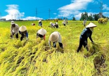 Tour Cà Mau - Bạc Liêu - Sóc Trăng - Cần Thơ 4 Ngày 